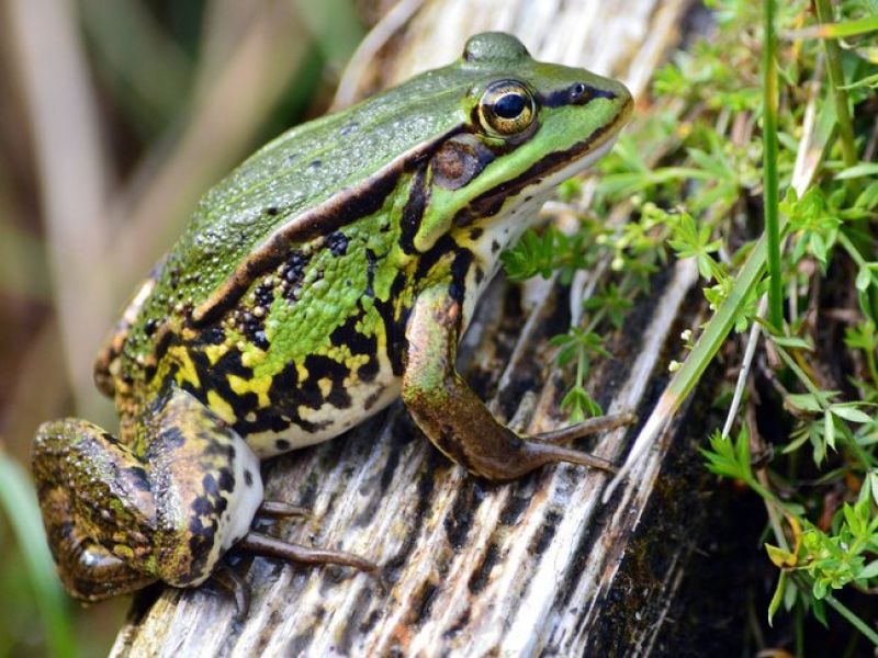 Ein grüner kleiner Frosch mit braunen Flecken sitzt auf einem Ast.