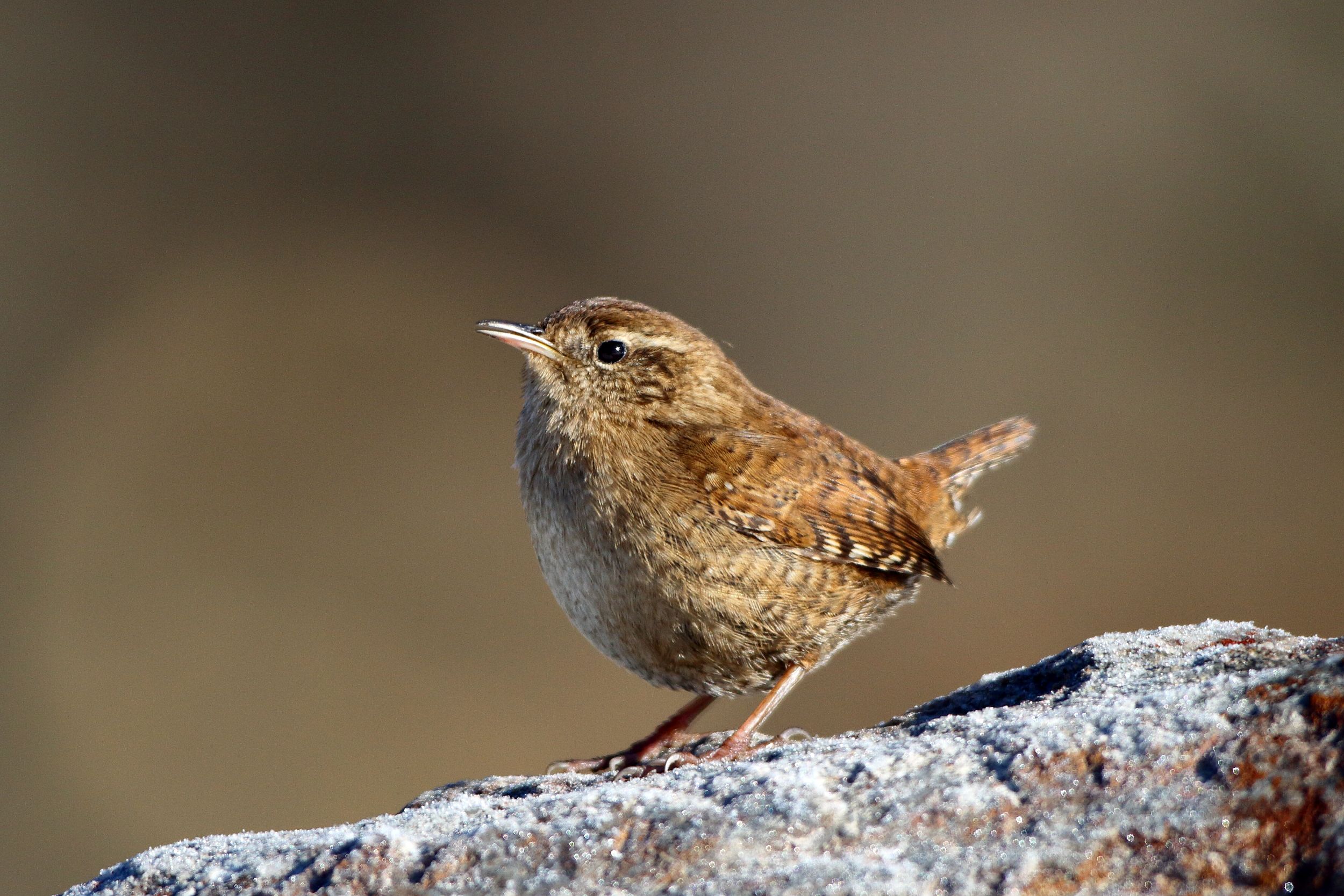 Sie sehen ein Bild mit dem Zaunkönig sein Gefieder ist überwiegend braun