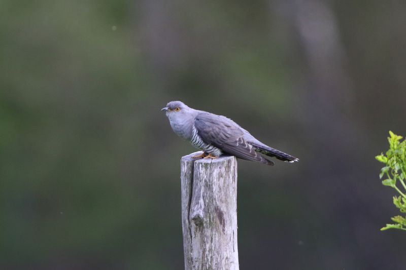 Sie sehen ein Bild mit einem Kuckuck - Foto: © Bernhard Huber