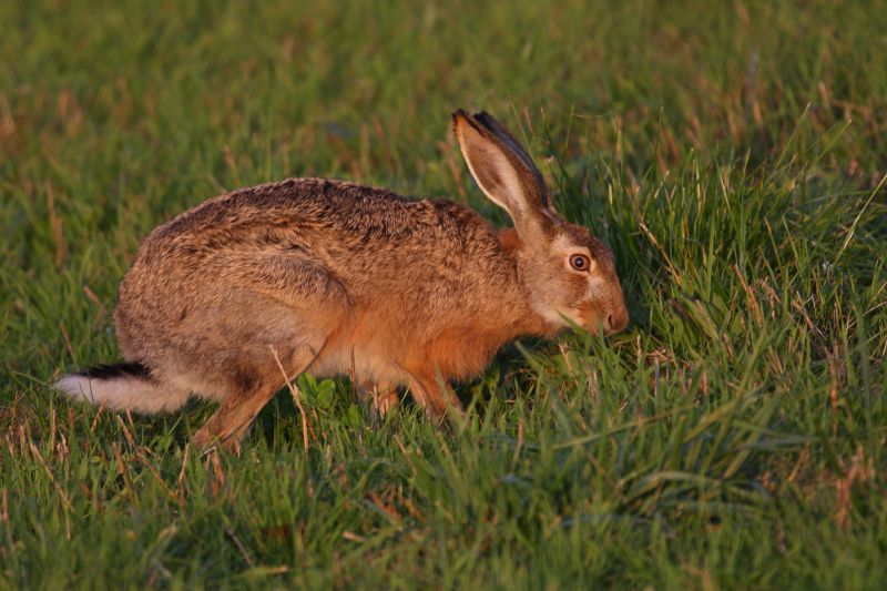 Sie sehen eine Bild mit einer Häsin-  Foto: © Bernhard Huber