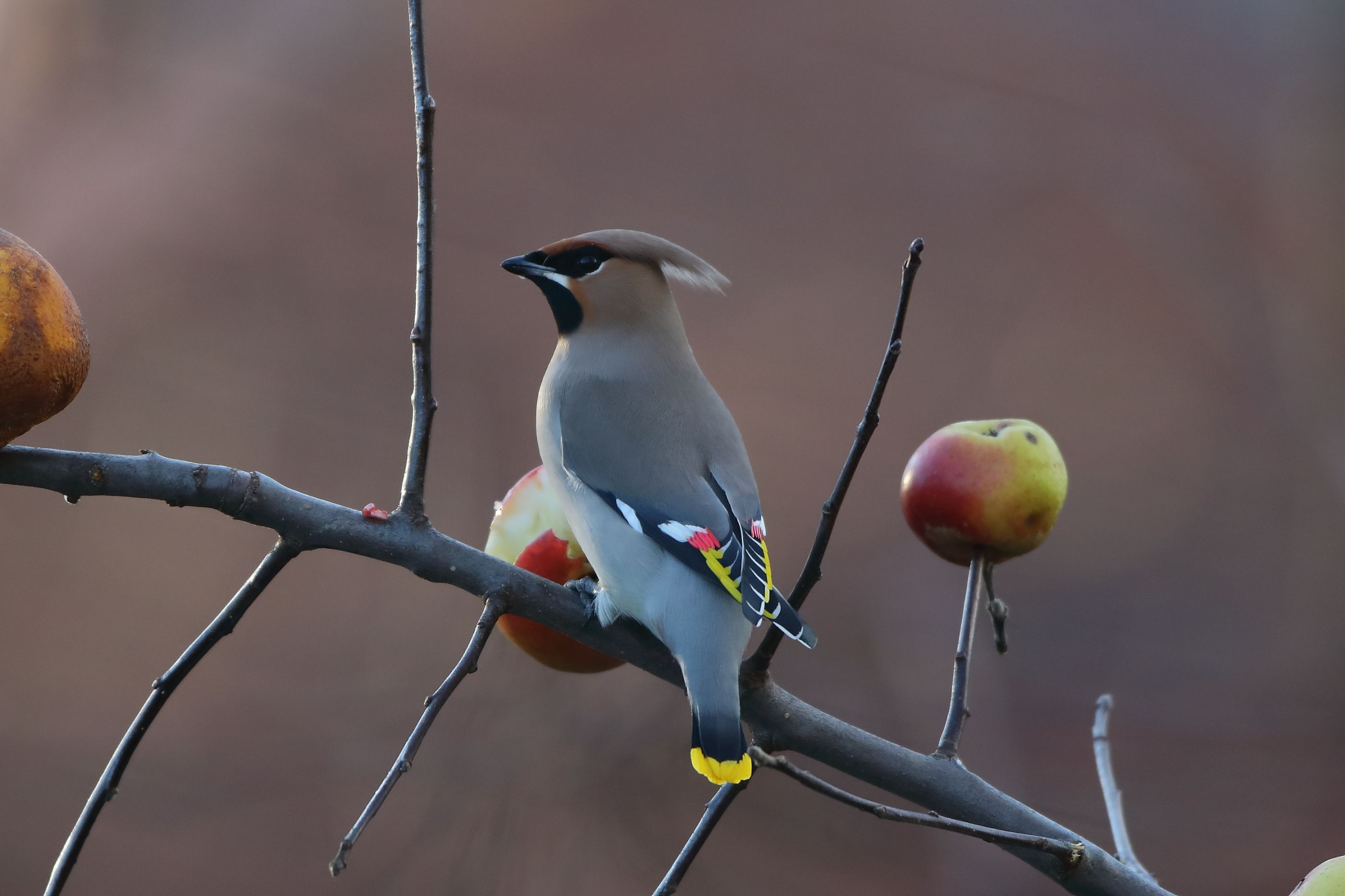 Sie sehen ein Bild mit dem Seidenschwanz -  Der Kopf ist grau, und der Körper zeigt eine Mischung aus grauen, braunen und gelben Tönen, wodurch der Seidenschwanz eine sehr elegante Erscheinung hat.