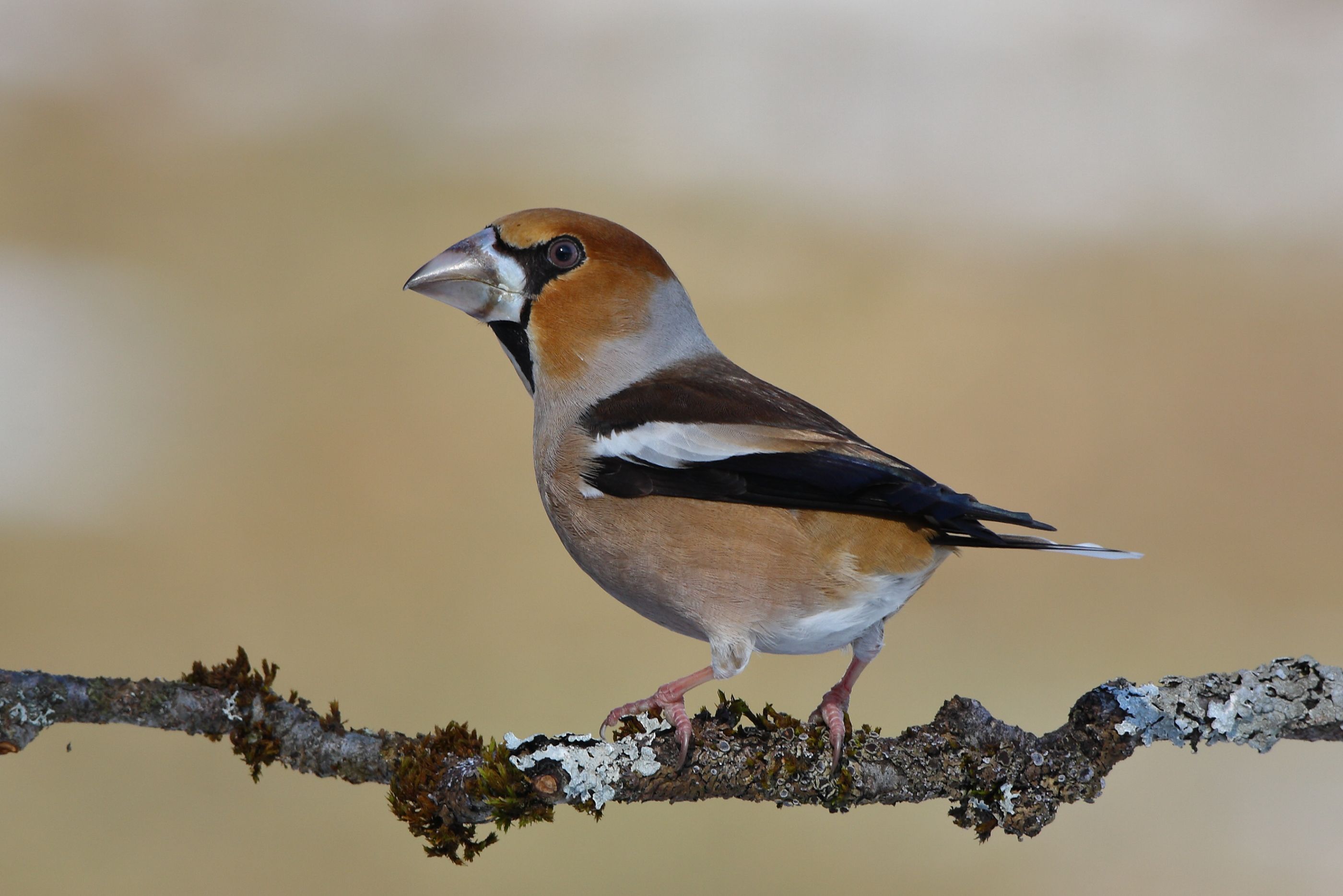 Sie sehen ein Bild mit dem Kernbeißer  Er fällt durch seinen kräftigen, massiven Schnabel auf
