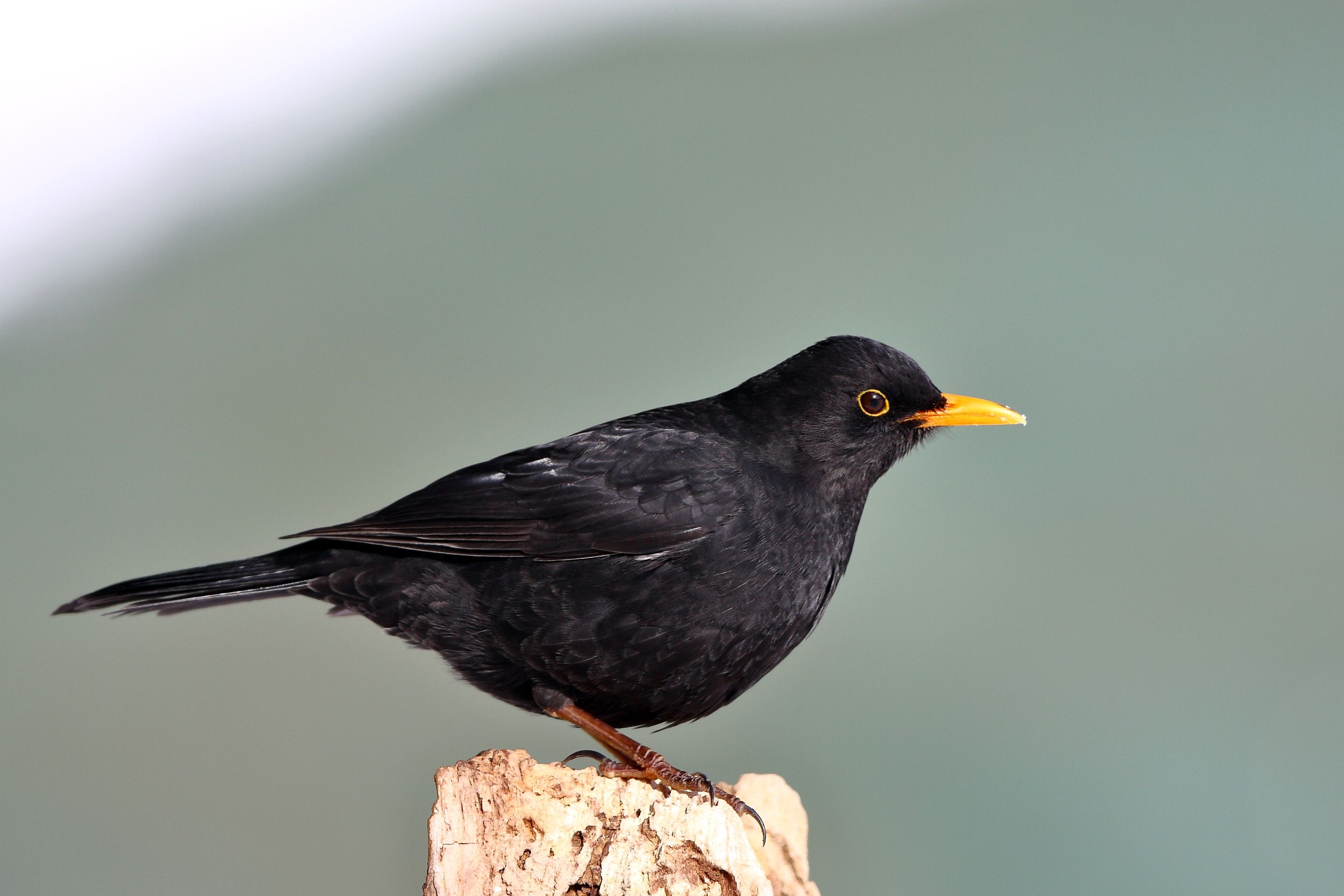 Sie sehen ein Bild mit einer Amsel- Schwaz mit grauem Schnabel