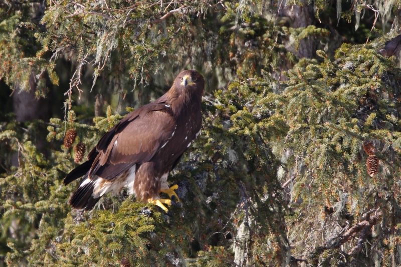 Sie sehen ein Bild mit einem Steinadler - Foto: © Bernhard Huber