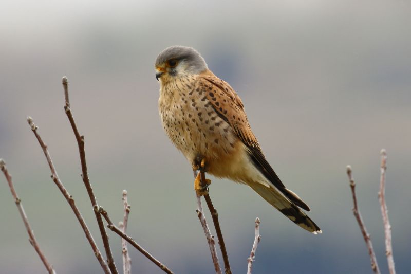 Sie sehen ein Bild von einem Turmfalken - Foto: © Bernhard Huber