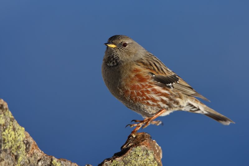 Sie sehen ein Bild mit einem Alpenbraunelle - Foto: © Bernhard Huber