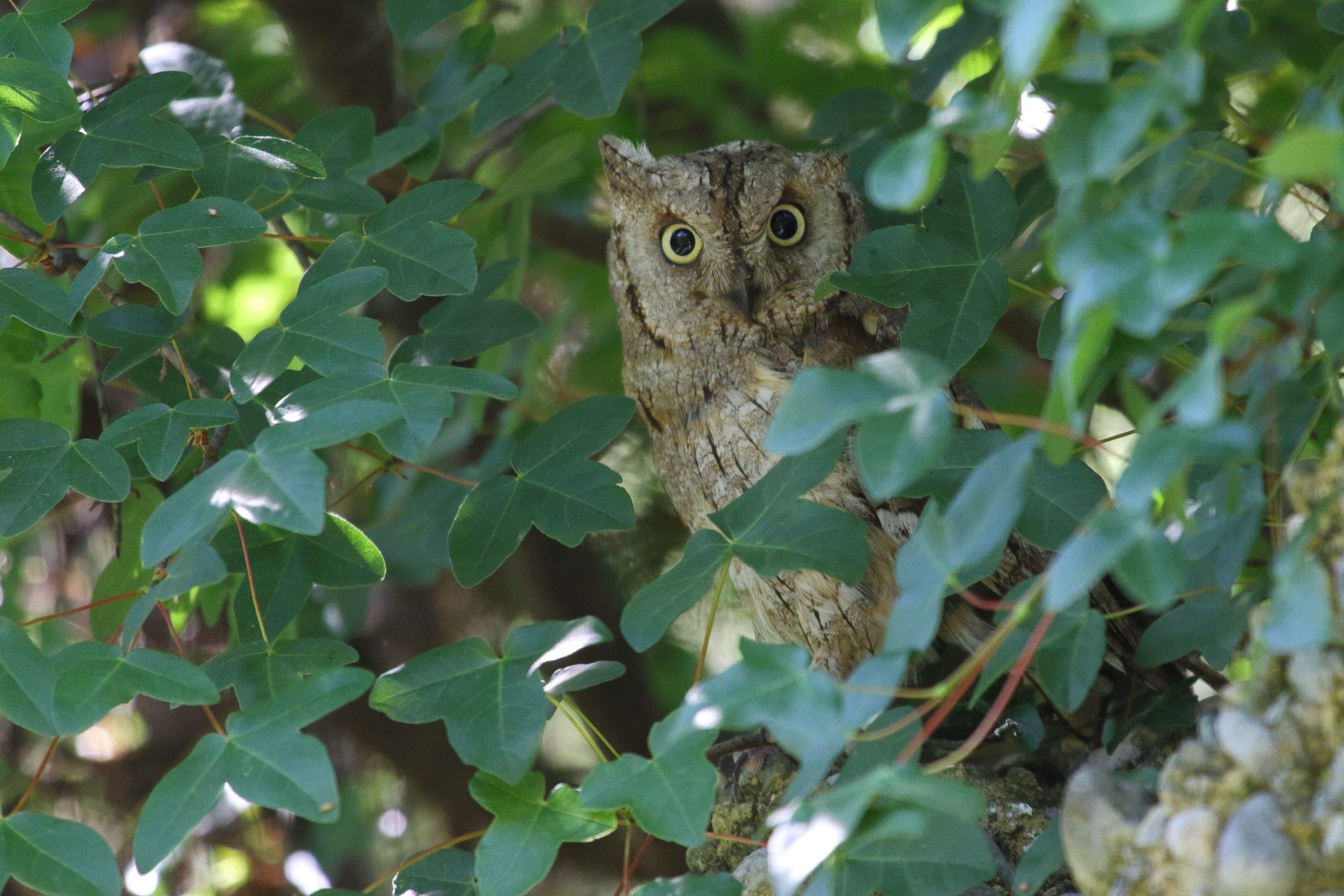 Sie sehen ein Bild mit der Zwergohreule - Ihr Gefieder ist braun und grau mit feinen Streifen und Flecken
