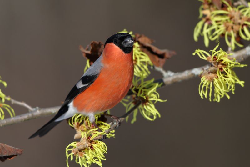 Sie sehen ein Bild von einem Gimpel - Foto: © Bernhard Huber