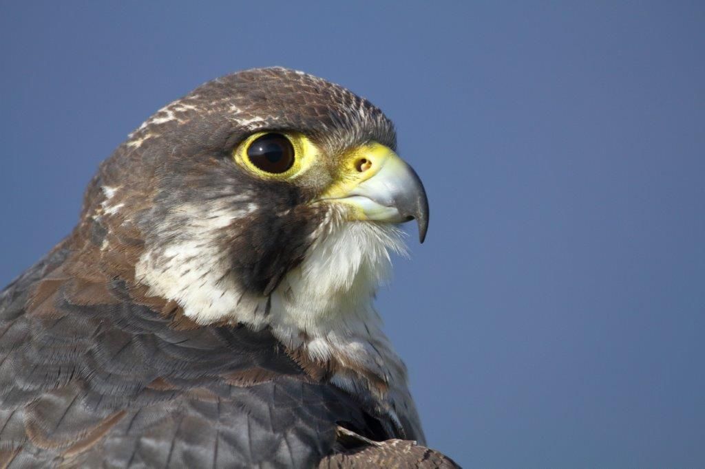 Sie sehen ein Bild mit dem Wanderfalken - Sein Gefieder ist grau-blau