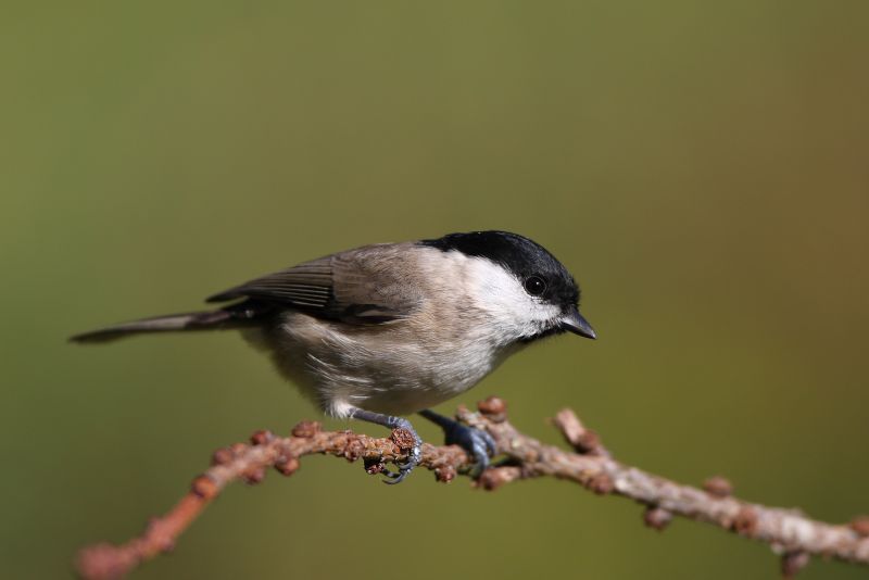Sie sehen ein Bild mit einer Weidenmeise - Foto: © Bernhard Huber