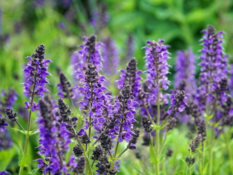 Sie sehen ein bild mit  Wiesen-Salbei - Eine Planze mit lils Blüten die Rispenartig aufblühen. 
