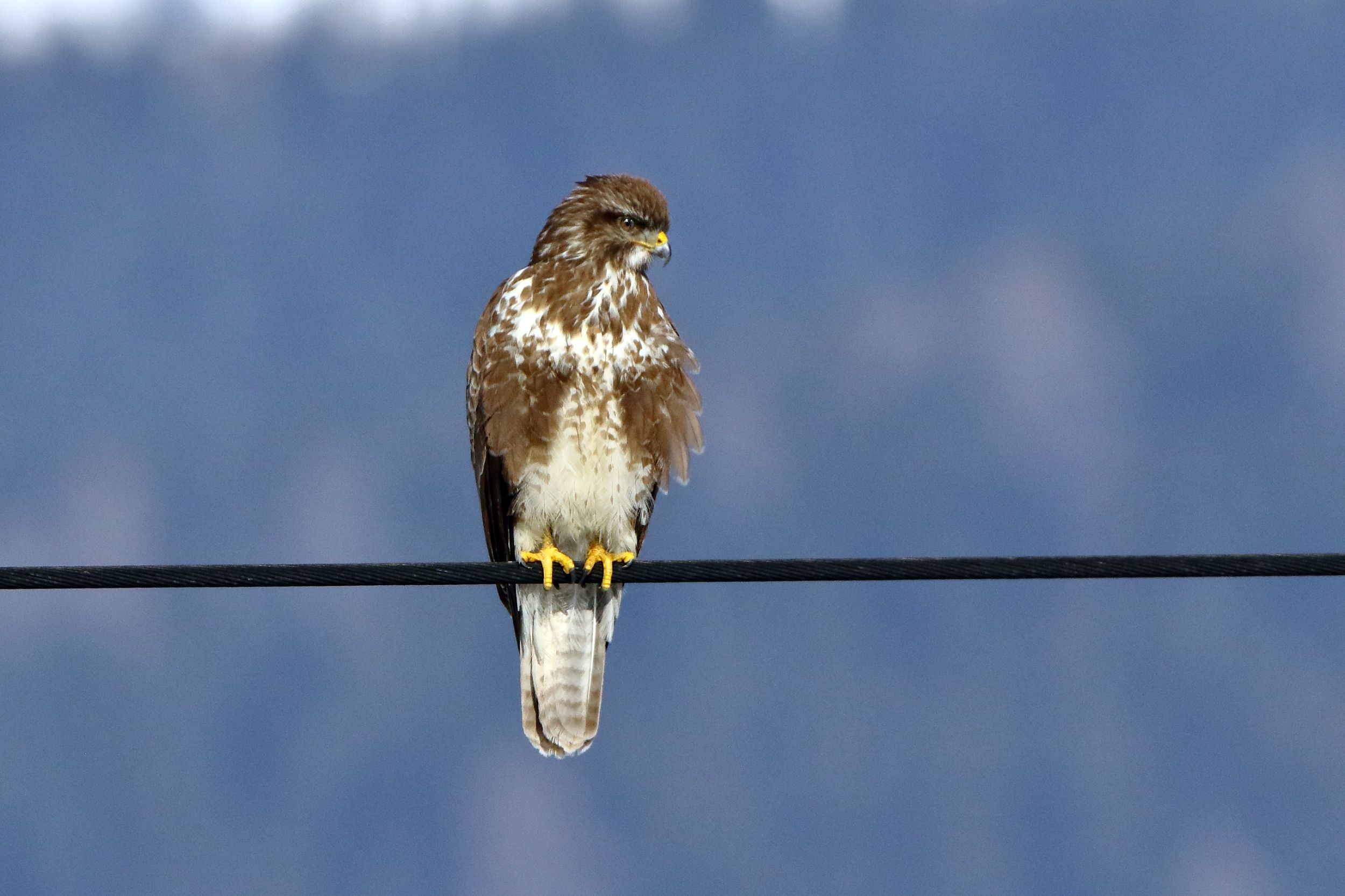 Sie sehen ein Bild mit einem Mäusebussard - mit markanten, braunen Gefieder