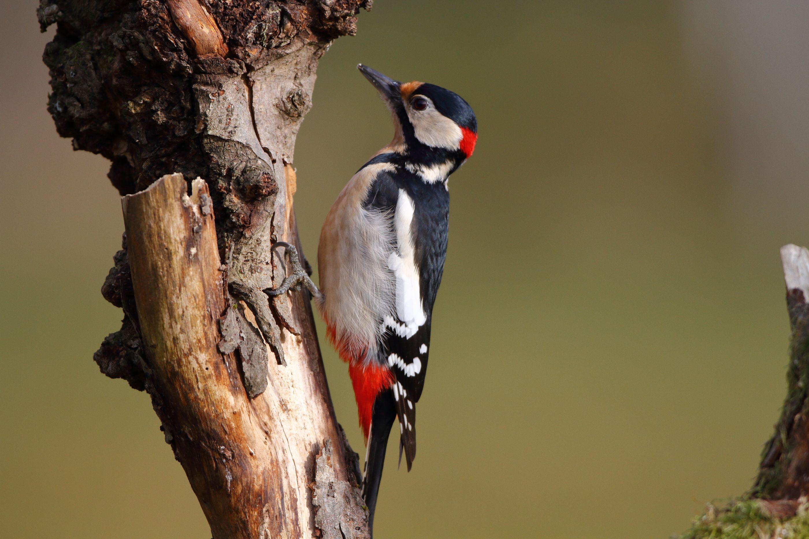 Sie sehen ein Bild von einem Buntspechtund mit rotem Unterbauch und roten Schwanzende