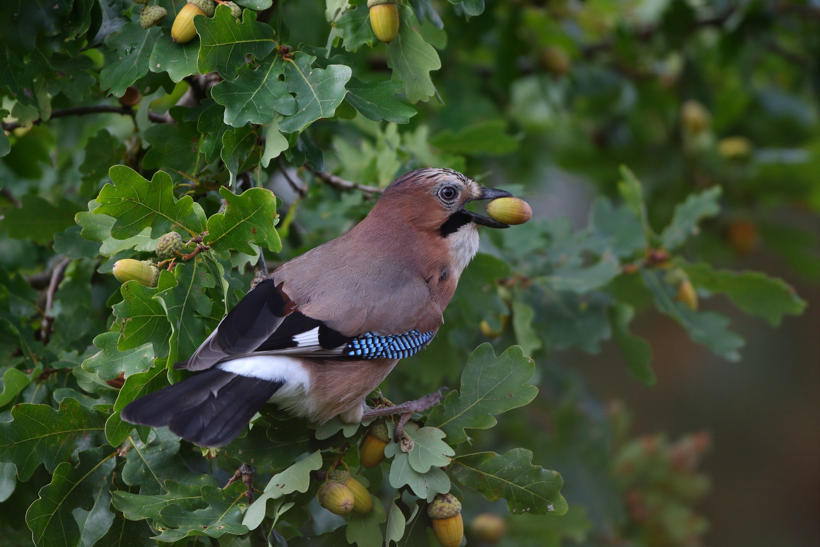 Sie sehen ein Bild von dem Eichelhäher- Er hat ein farbenfrohes Gefieder