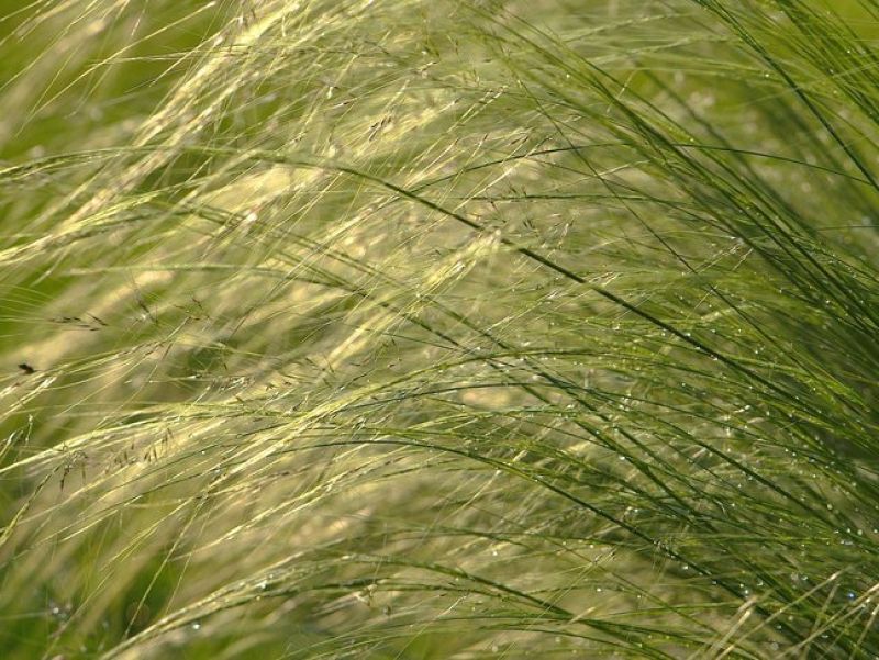 Sie sehen eine Bild mit Federgräsern. Die Büschelartig wachsen.