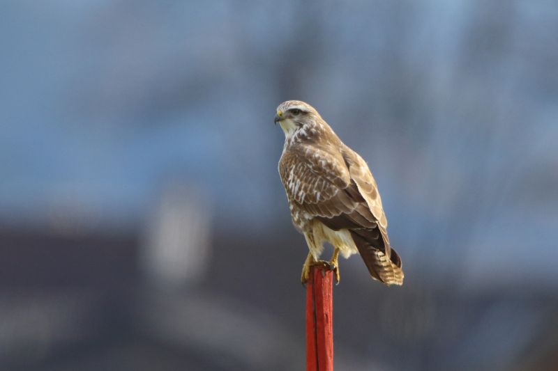 Sie sehen ein Bild mit einem Mäusebussard -  Foto: © Bernhard Huber