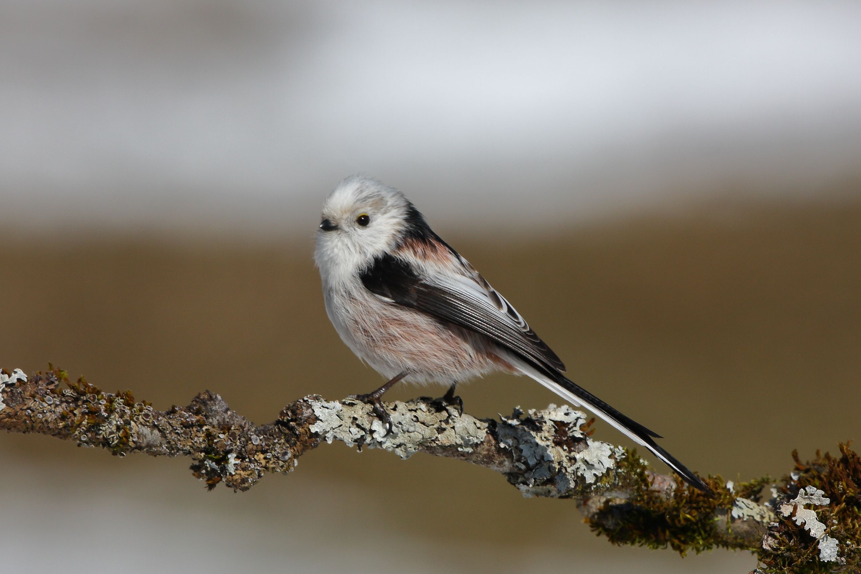 Sie sehen ein Bild von der Schwanzmeise- Ihr Gefieder ist überwiegend hellgrau.