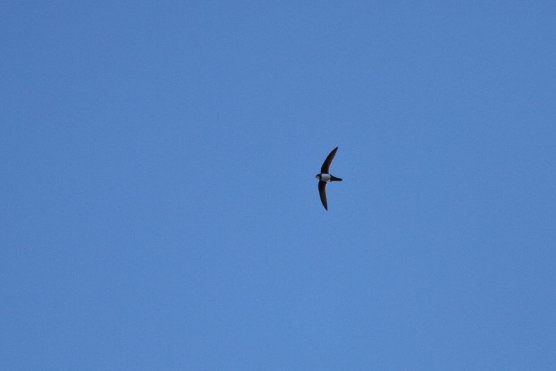 Sie sehen ein Bild mit einem Alpensegler - Foto: © Bernhard Huber