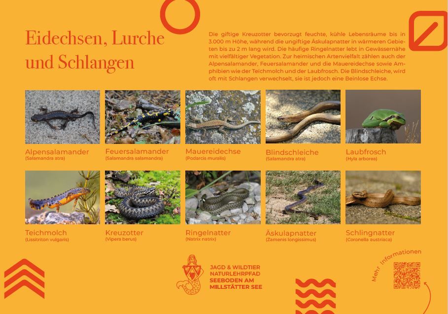 Sie sehen die Tafel mit allen Informationen zu Eidechsen, Lurche und Schlangen. Der QR- Code führt vom Lehrpfad auf diese Seite um alle Informationen zu erhalten. 