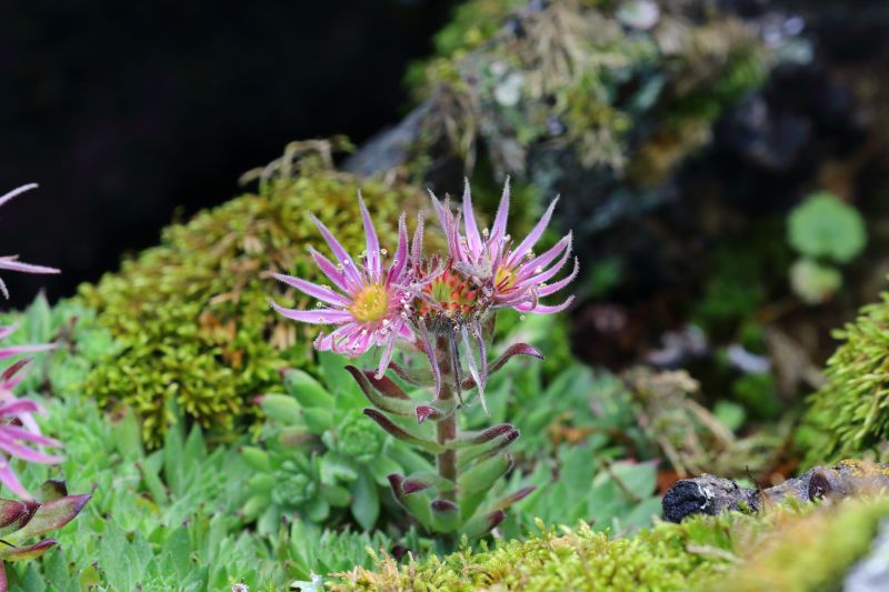 Sie sehen ein Bild mit einer Berghauswurz -  Foto: © Bernhard Huber