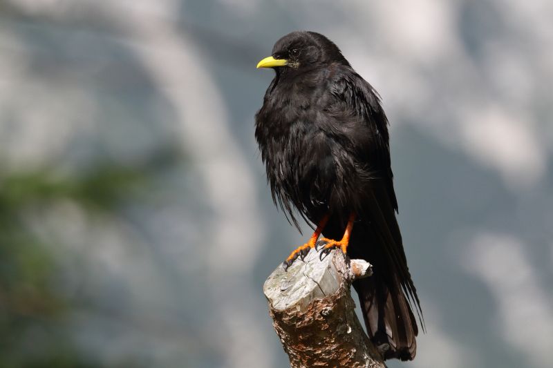 Sie sehen ein Bild mit einer Alpendohle- Foto: © Bernhard Huber