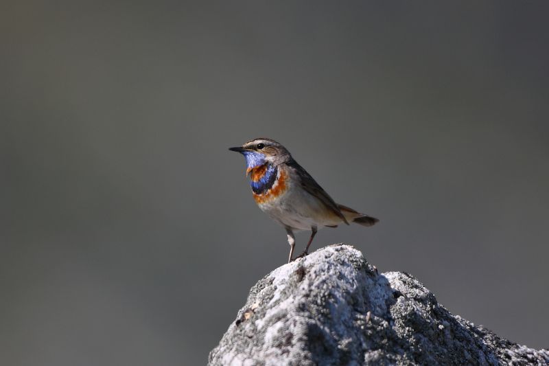 Sie sehen ein Bild von einem Rotsterniges Blaukehlchen -  Foto: © Bernhard Huber