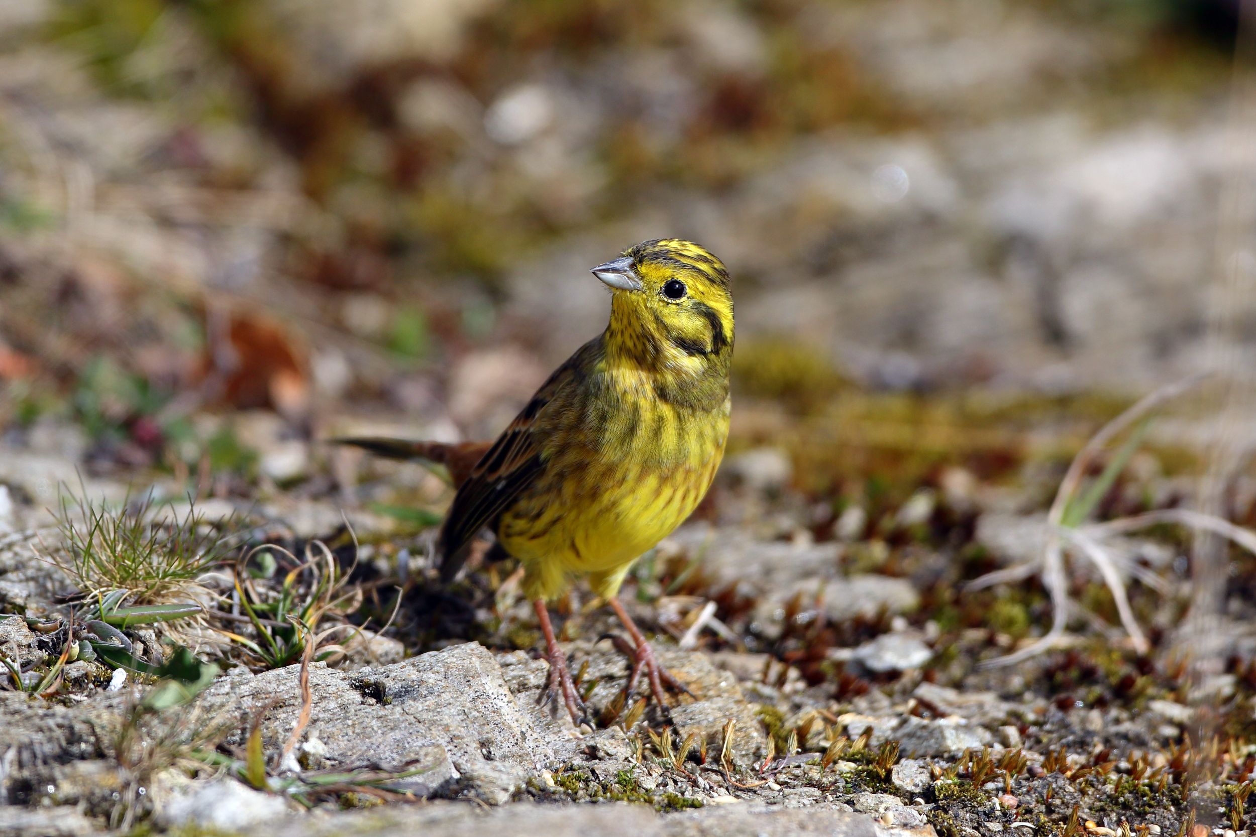 Sie sehen ein Bild mit vom gelben Goldammer er ist ein kleiner Singvogel