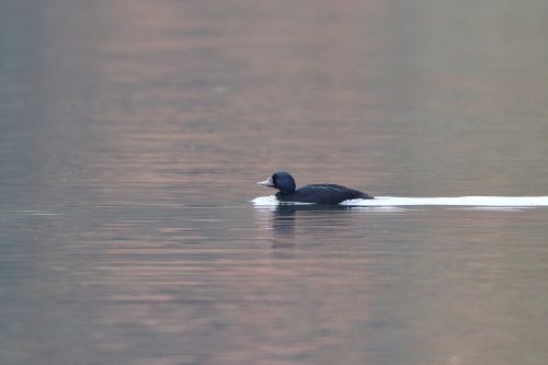 Sie sehen eine Bild mit einem Trauerenten männchen 