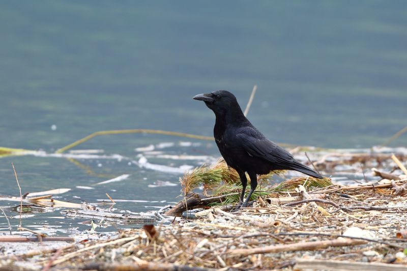 Sie sehen ein Bild mit einer Rabenkrähe- Foto: © Bernhard Huber