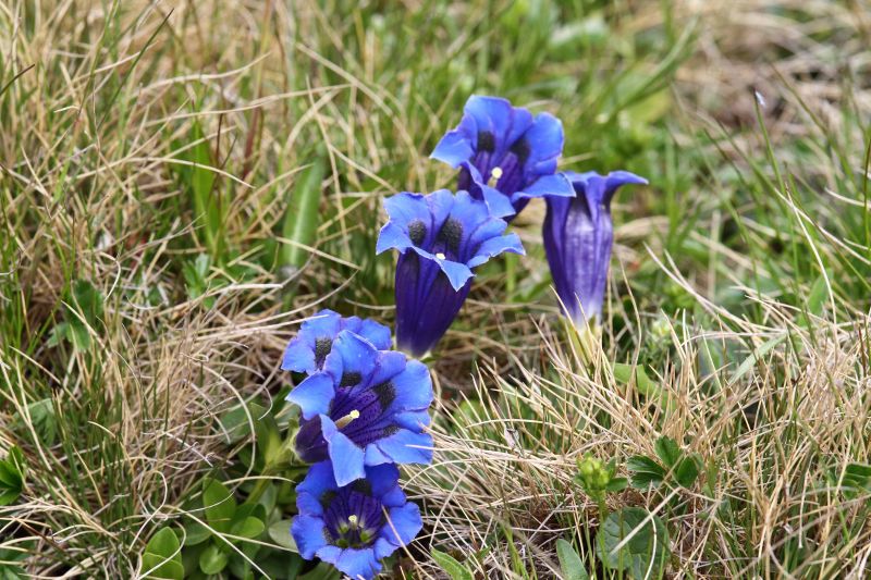 Sie sehen ein Bild mit einem Enzian - Foto: © Bernhard Huber