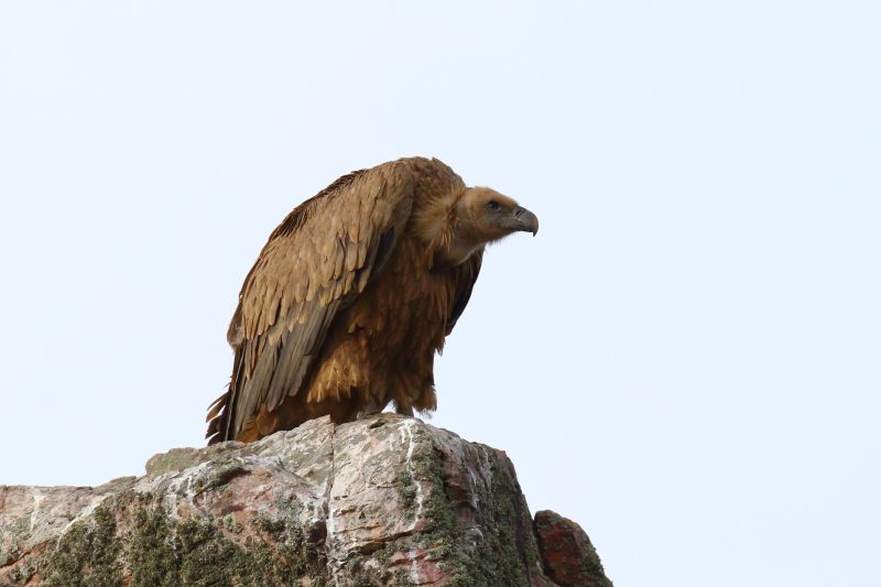 Sie sehen eine Bild mit einem Gänsegeier - Foto: © Bernhard Huber