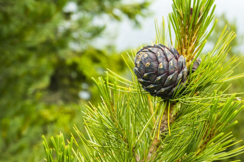 Sie sehen ein Bild mit einer Zirbe -  Nahaufnahme eines Astes mit einem Kiefernzapfen – Pinus cembra (Zirbe, Zirbe, Arve, Österreichische Zirbe, Zirbe) ist eine Kiefernart der Untergattung Strobus. - Foto: © gubernat - Stock photo ID:2160110756