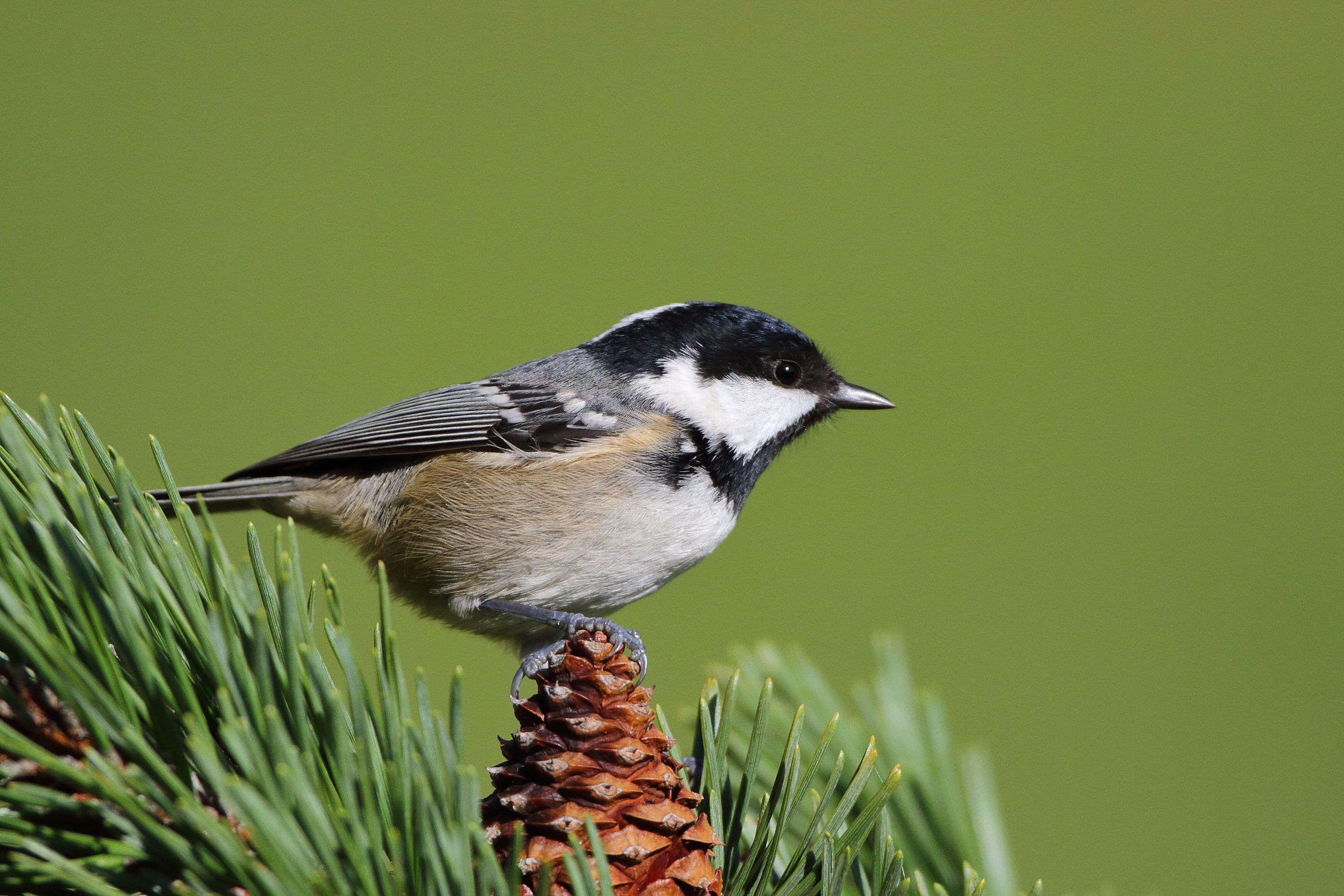 Sie sehen ein Bild von der Tannenmeise - Ihr Gefieder ist hauptsächlich grau und braun, mit einer etwas helleren Unterseite. 
