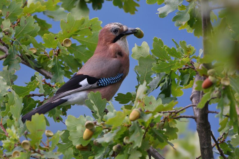 Sie sehen ein Bild von einem Eichelhäher - Foto: © Bernhard Huber