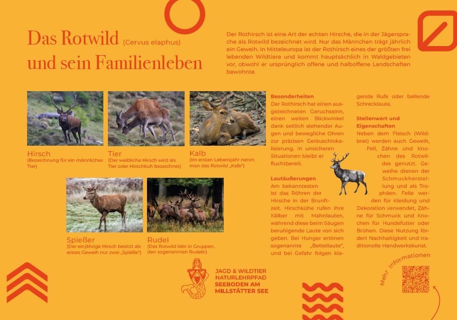 Sie sehen die Tafel mit allen Informationen zu Rotwild. Der QR- Code führt vom Lehrpfad auf diese Seite um alle Informationen zu erhalten. 