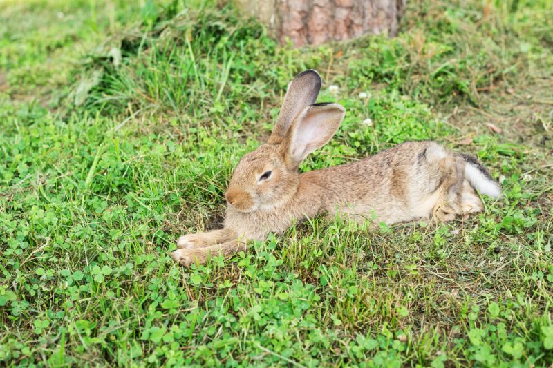 Sie sehen ein Bild von einer Sasse. stockfoto Foto: © Galina Oleksenko –Stock-Fotografie- ID:1334075473