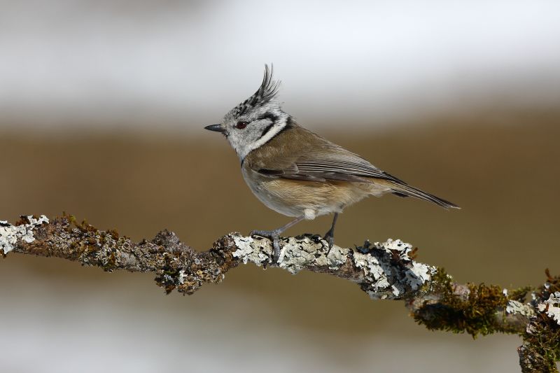Sie sehen ein Bild von einer Haubenmeise - Foto: © Bernhard Huber