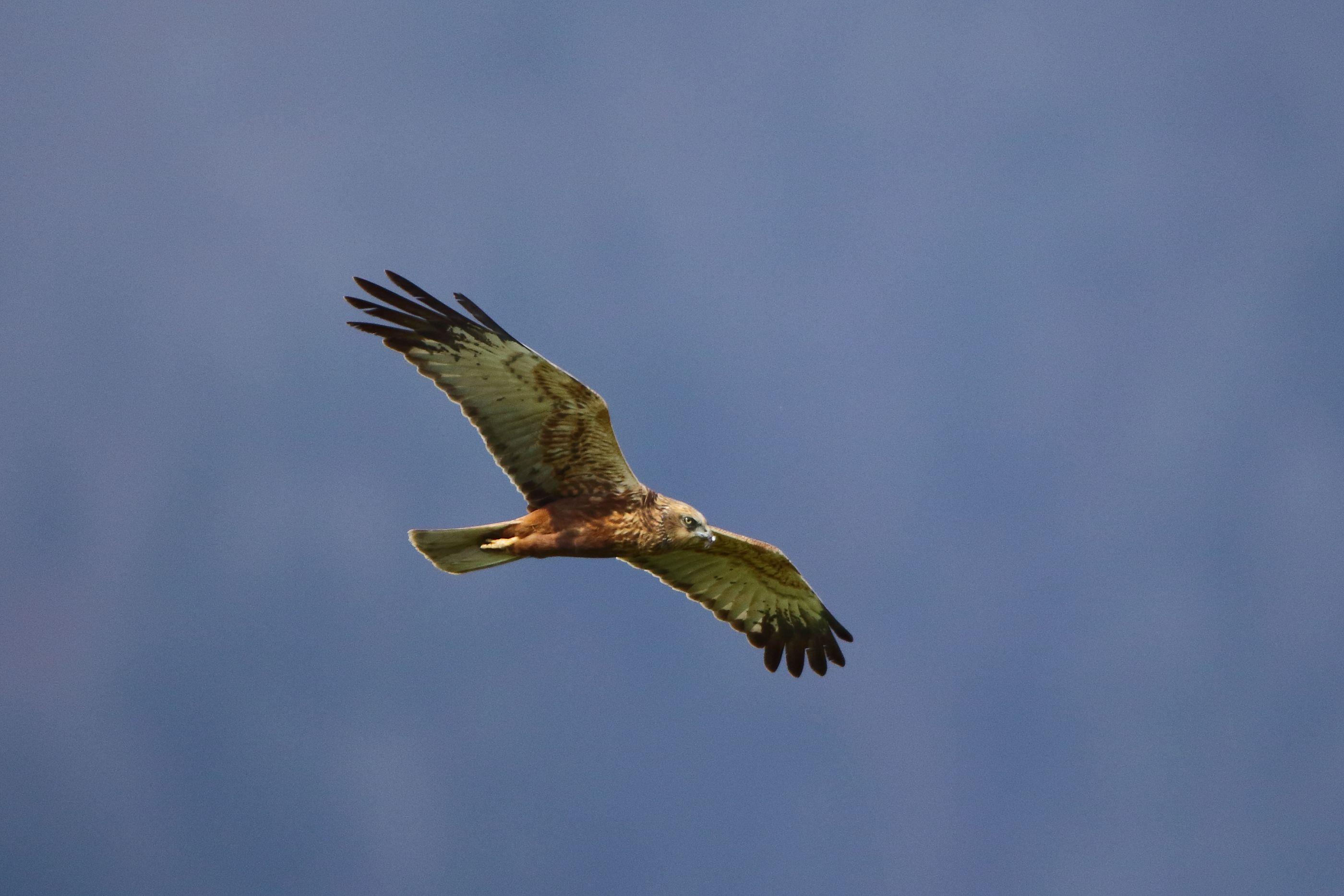 Sie sehen ein Bild mit der Rohrweihe - sie haben ein auffälliges, hellgraues Gefieder mit einem markanten schwarzen Flügelrand