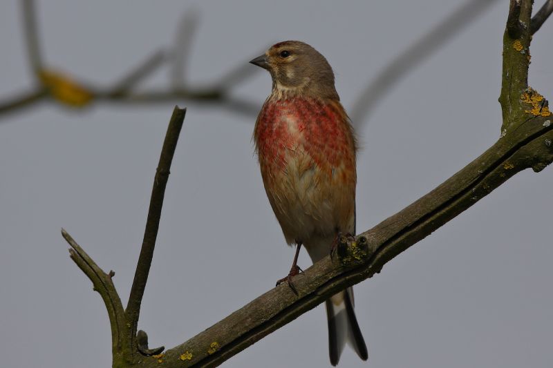 Sie sehen ein Bild mit einem Bluthänfling - Foto: © Bernhard Huber