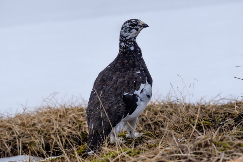 Sie sehen eine Bild mit einer Alpenschneehenne - Schneehuhn Foto: © topics - Stock photo ID:1496446860