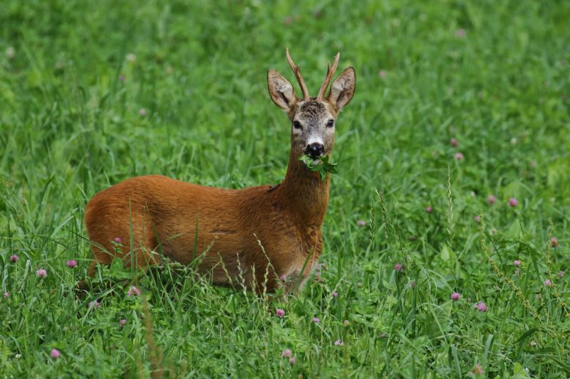 Sie sehen ein Bild mit einem Rehbock Foto: ©Bernhard Huber