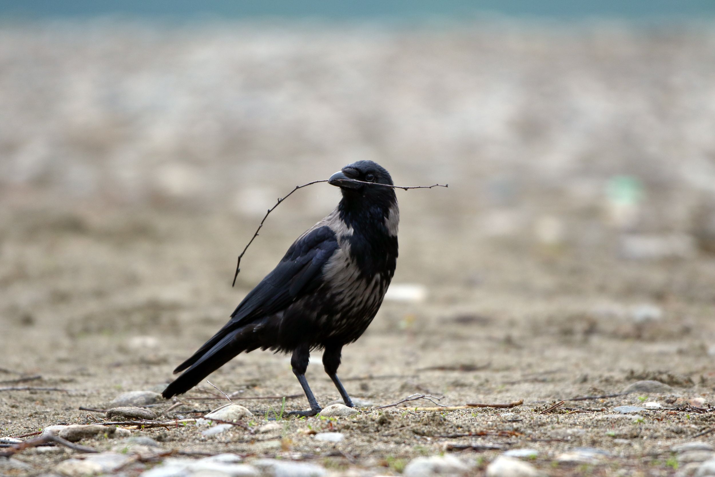 Sie sehen ein Bild mit einer Nebelkrähe- Der Körper ist grau, während der Kopf, die Flügel und der Schwanz schwarz sind. 