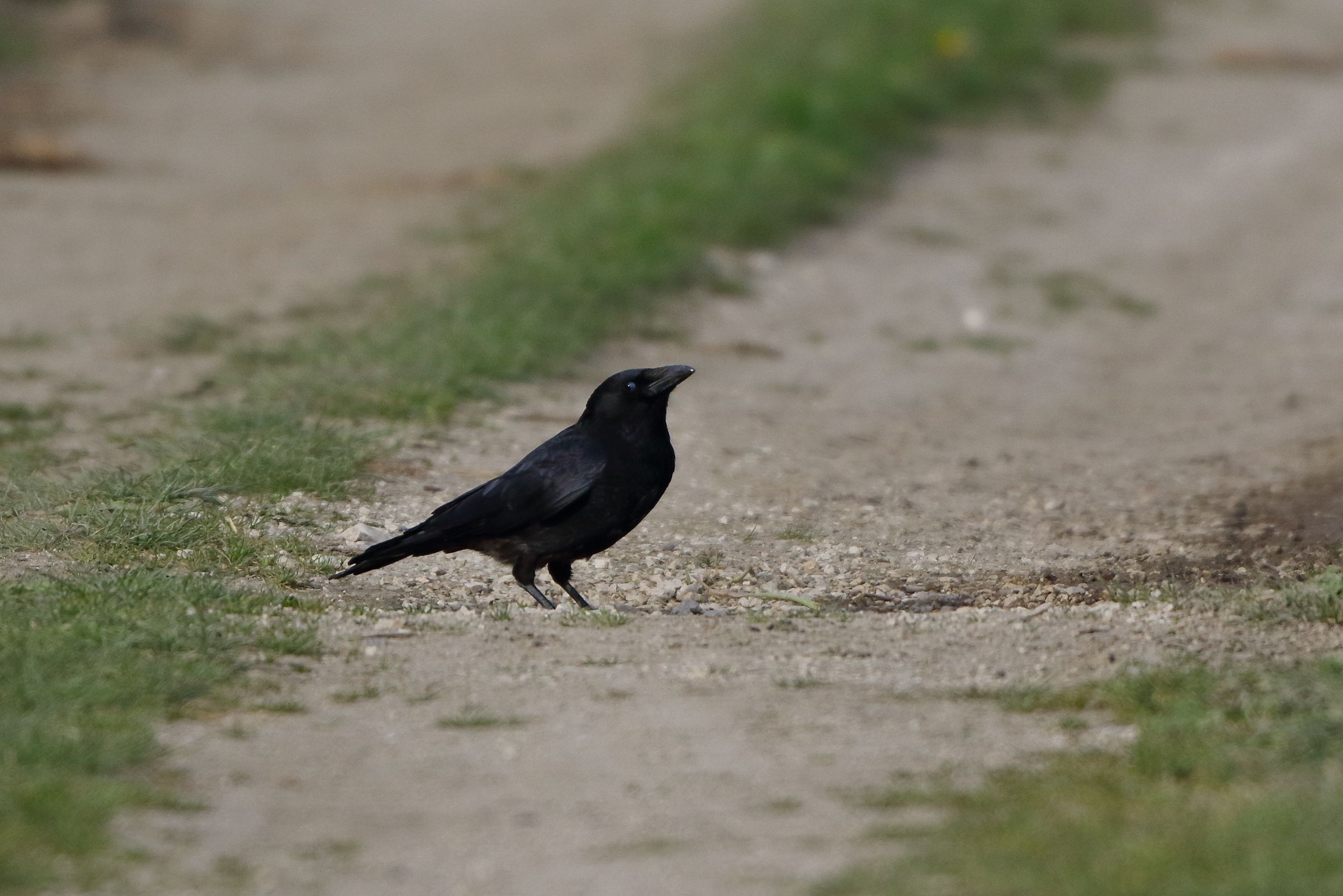 Sie sehen ein Bild von einer Rabenkrähe und hat ein glänzend schwarzes Gefieder