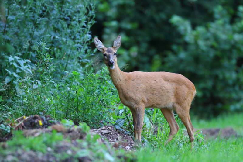 Sie sehen eine Bild mit einer Rehgeiß Foto: © Bernhard Huber