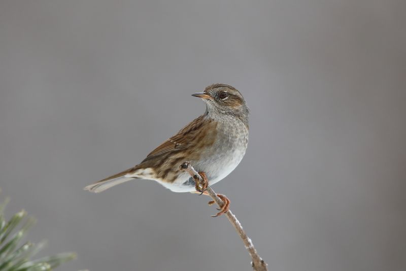 Sie sehen ein Bild von einem Heckenbraunelle - Foto: © Bernhard Huber