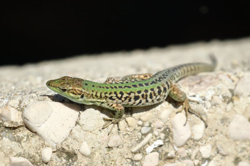 Sie sehen ein Bild mit einer Mauereidechse -  Foto: Bernhard Huber