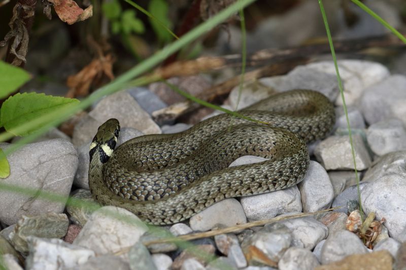 Sie sehen ein Bild von einer Ringelnatter- Foto: © Bernhard Huber