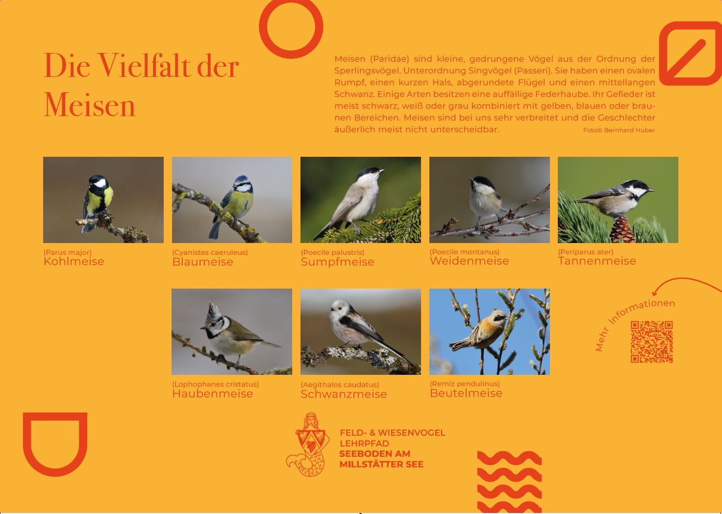 Sie sehen die Tafel mit allen Informationen zu Meisen