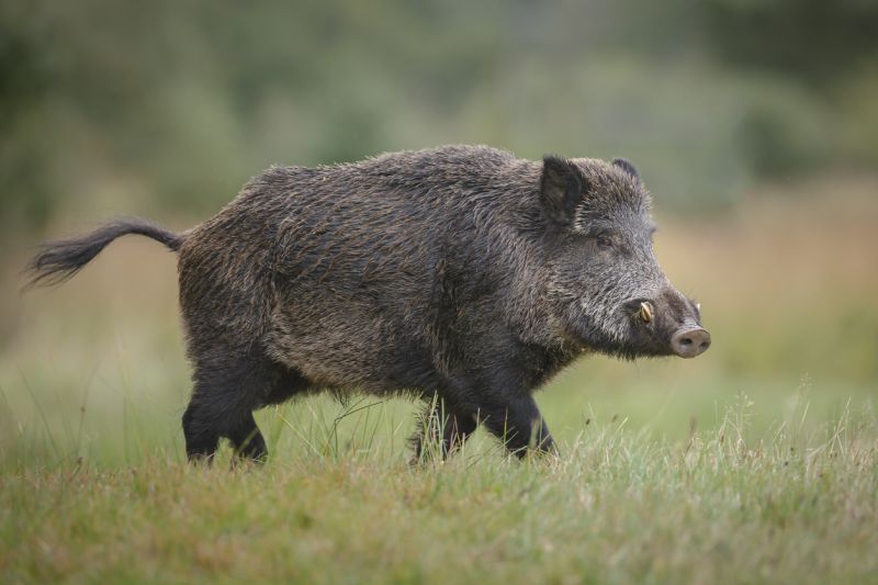 Sie sehen ein Bild mit einem Keiler - Ein Wildschwein sucht im Herbst nach Eicheln.  Foto: © Neil_Burton - Stock photo ID:490283102