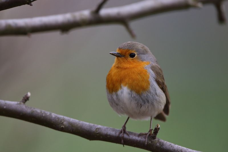 Sie sehen ein Bild von einem Rotkehlchen - Foto: © Bernhard Huber